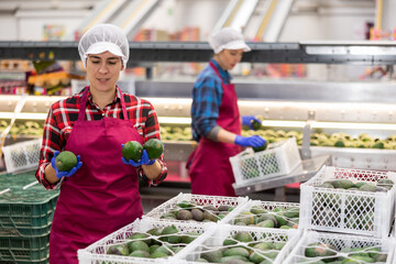 Smiling young Hispanic woman working at fruit sorting warehouse, checking ripe Hass avocados in...