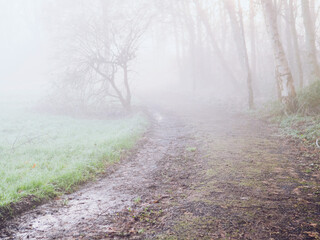 Dirty foot path in a park in a fog. Surreal calm mood. Nature scene with mist. Selective focus. Nobody.