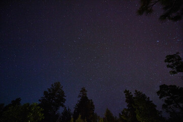 Starry Night Sky with Silhouetted Coniferous Trees in Sedona