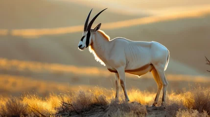 Plexiglas foto achterwand Arabian oryx or white oryx, Oryx leucoryx, antelope with a distinct shoulder bump, Evening light in nature © buraratn