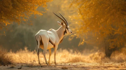 Poster Arabian oryx or white oryx, Oryx leucoryx, antelope with a distinct shoulder bump, Evening light in nature © buraratn
