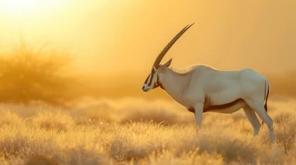 Poster Arabian oryx or white oryx, Oryx leucoryx, antelope with a distinct shoulder bump, Evening light in nature © buraratn