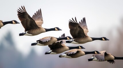 flock of Canadian geese flying in the sky.