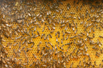 A beehive with bees. Close up macro.