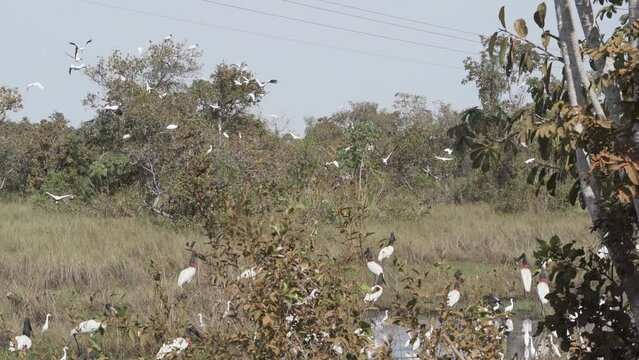 Giant Jabiru Stork, Jabiru mycteria, and wood stork, Mycteria americana, wading through a swamp in the wetlands of the border region between Brazil and Bolivia close to the Pantanal.