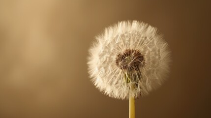  a close up of a dandelion in a vase with a brown wall in the background and a light brown wall in the foreground with a blurry background.