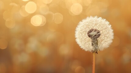  a dandelion in front of a blurry background with a blurry image of the dandelion in the foreground and a blurry background of the dandelion in the foreground.