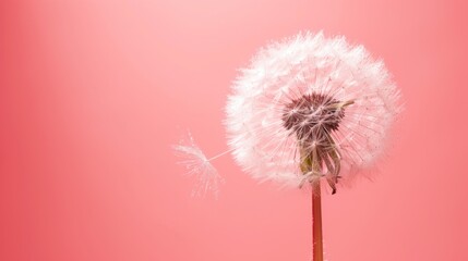  a dandelion is blowing in the wind on a pink background with a small drop of water on the end of the dandelion and the end of the dandelion.