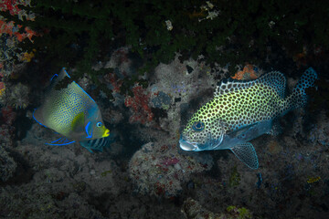 Coral reef fish swimming above pristine diverse reef in the Pacific Ocean