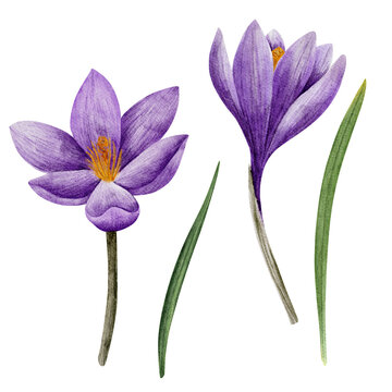 crocus flower in lilac color, drawn in watercolor, isolated on white. Hand drawn botanical illustration. Elements for cards, logos, prints, wedding design.