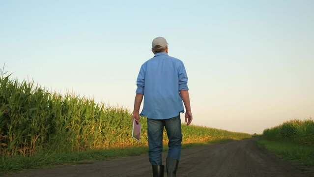 senior male farmer walks through corn field, man uses digital tablet agriculture, farmer inspects crop, agronomist engineer works with hand digital tablet, man walks rubber boots across field with