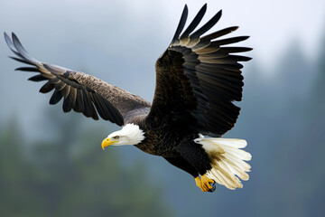 An American bald eagle in mid-flight, wings fully extended, with a focused gaze, over a misty forested background.