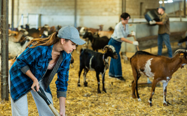 Focused young woman farmer sweeping goat shelter. Daily routine of breeder of small cattle..