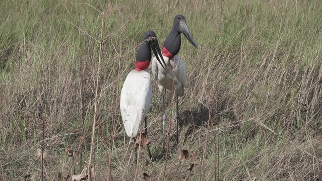 Giant Jabiru Stork, Jabiru mycteria, wading through a swamp in the wetlands of the border region between Brazil and Bolivia close to the Pantanal.