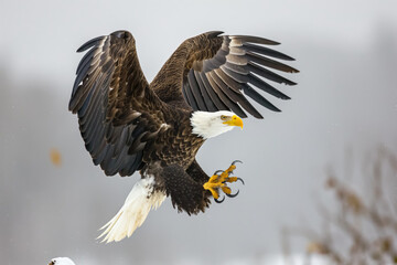 Bald eagle descending in flight with talons outstretched, powerful wings wide open, and eyes locked on target against a snowy backdrop.