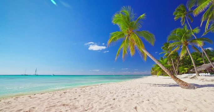 Caribbean exotic island beach shore with palm trees summer tropical destination for vacation