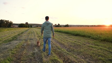 Naklejka na ściany i meble Owner walks with cocker spaniel dog waving tail along empty field at sunset on horizon owner man enjoys country weekend with dog companion in park man with spaniel dog in evening field on vacation