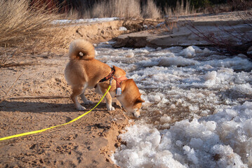 A red Shiba inu dog  equiped with harness, leash and GPS is forcing a frozen river on sunny day