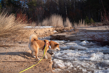 A red Shiba inu dog  equiped with harness, leash and GPS is forcing a frozen river on sunny day