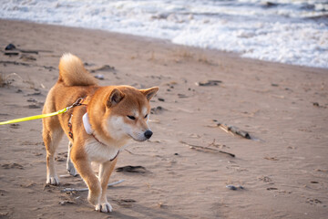 A red Shiba inu dog  equiped with harness, leash and GPS is walking on a sandy sea shore on sunny winter day