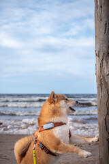 A red Shiba inu dog equipped with harness, leash and GPS is walking on a sandy sea shore and touching tree bark on sunny winter day