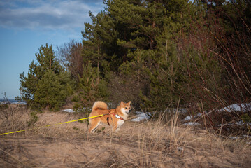 A red Shiba inu dog  equipped  with harness, leash and GPS is walking on a sandy sea shore on sunny winter day