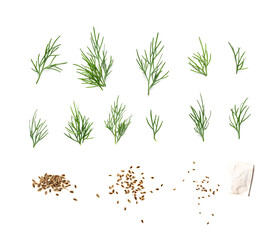 Dill Seeds Isolated