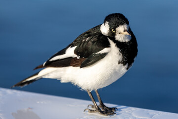 A black and white magpie on a Jetty in South Australia on September 11th 2023