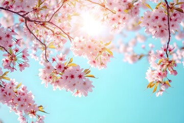 Obraz na płótnie Canvas Branches of Blossoming Pink Sakura Macro With Soft Focus on Gentle Light Blue Sky Background in Sunlight With Copy Space. Beautiful Floral Image of Spring Nature.