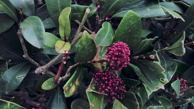 Skimmia japonica or Japanese skimmia. A Japanese plant that is resistant to pollution and likes to grow in the shade. The fruits are poisonous, although they are very attractive in appearance