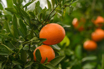 juicy fresh tangerines in a garden in Cyprus in winter 12