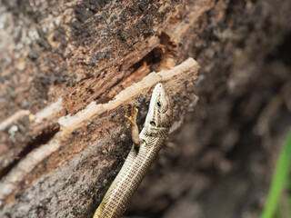 Algyroides fitzingeri