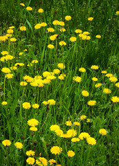 bright yellow dandelions growing among green grass