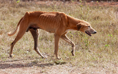 Naklejka na ściany i meble skinny vagabond dog ,neglected by owners, stray walking outdoors on dry grass in a hot day