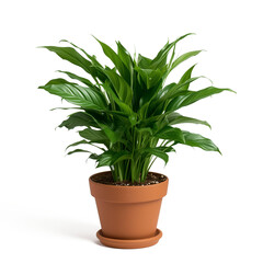 plant in a pot, isolated