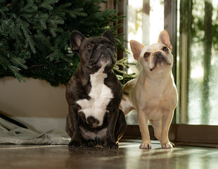 Two French bulldogs in front of Christmas tree
