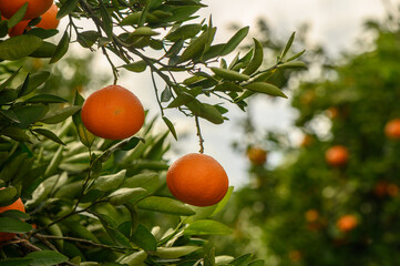 juicy fresh tangerines in a garden in Cyprus in winter 16