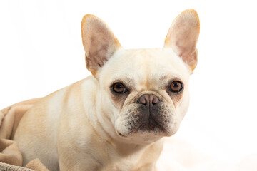 Portrait of French bulldog puppy
