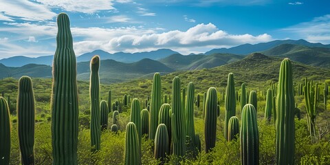 Vast desert landscape with thriving cactus plants under a clear blue sky. nature's beauty captured in a serene setting. ideal for backgrounds and wallpapers. AI