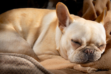 sleepy puppy French bulldog with sister