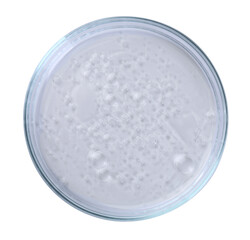 Petri dish with liquid sample isolated on white, top view