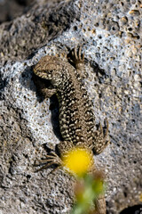 Small alligator, Microlophus albemarlensis.