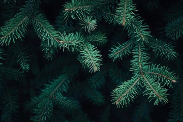 Fototapeta na wymiar Christmas background with a close-up of green fir tree branches A moody and dark design for seasonal quotes and messages