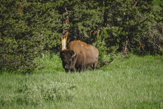 An American bison or buffalo grazing in the wild in Yellowstone National Park