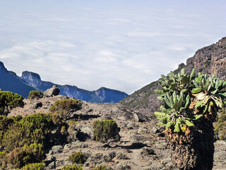 Various large plants and scattered stones grow on the slopes of high mountains. Picturesque natural landscape