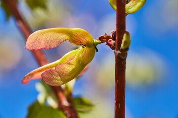 Spring Bud Blossoming on Reddish Stem, Macro Perspective