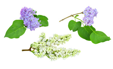 Set of twigs of white and purple lilac isolated on transparent background. 