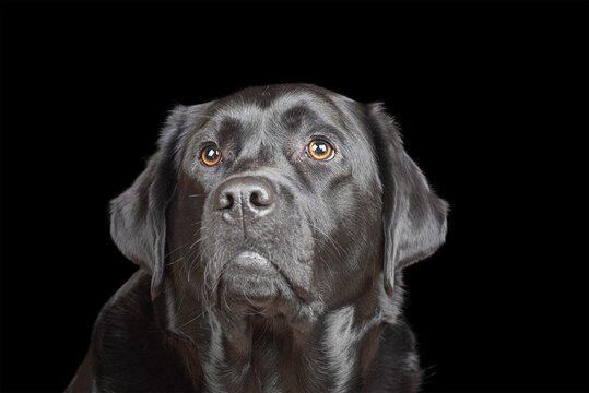 Black labrador retriever looking up. Adult dog portrait on a black background. A pet, an animal.