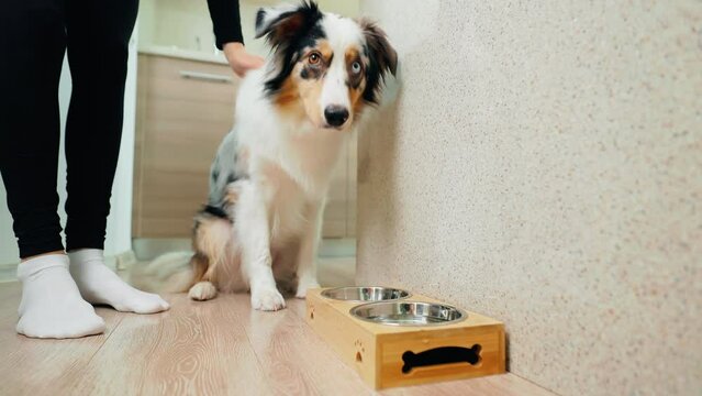 Domestic mealtime with an Australian Shepherd dog, eating from a dedicated dog plate
