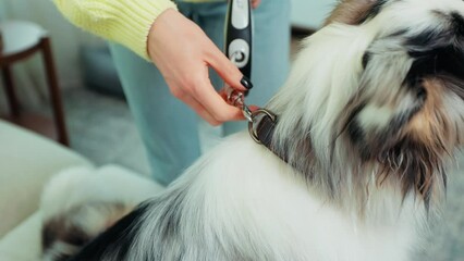 Woman with her Australian Shepherd, gearing up for a walk in the home setting